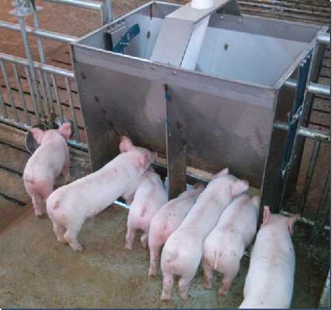 รางอาหารสแตนเลสสองด้านสำหรับฟา - Agriculture Farming Livestock บทวิจารณ์และราคา