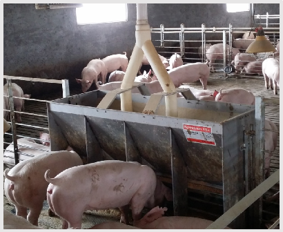 รางอาหารสแตนเลสสองด้านสำหรับฟา - Agriculture Farming Livestock บทวิจารณ์และราคา